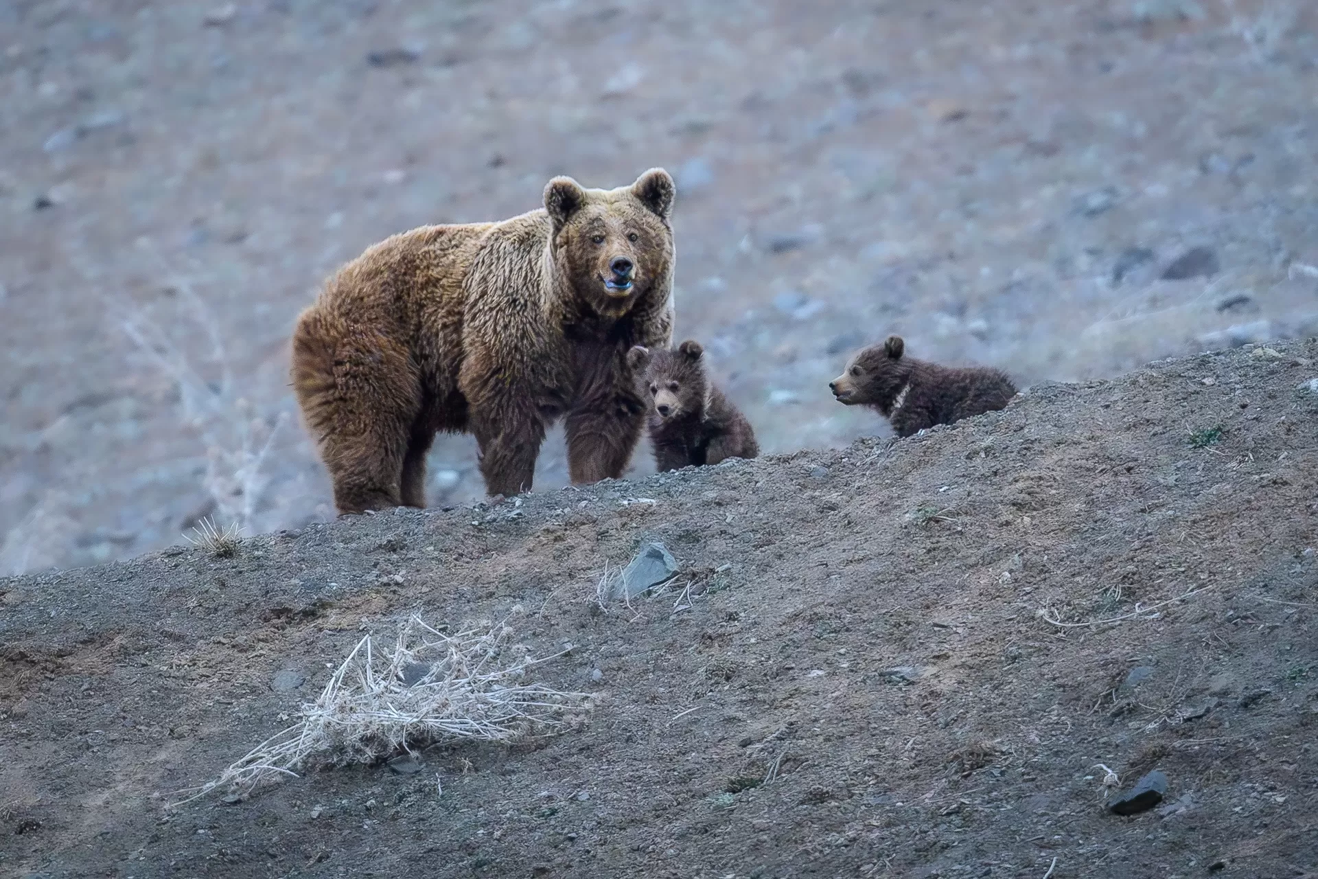 Himalayan Brown Bear Landscape