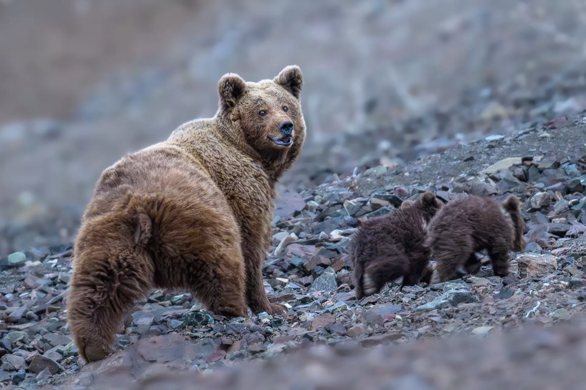 Himalayan Brown Bear