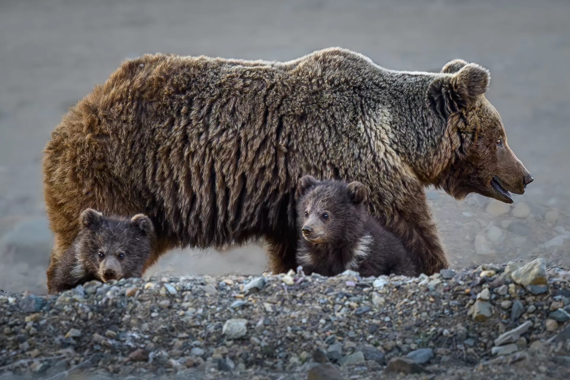 Himalayan Brown Bear