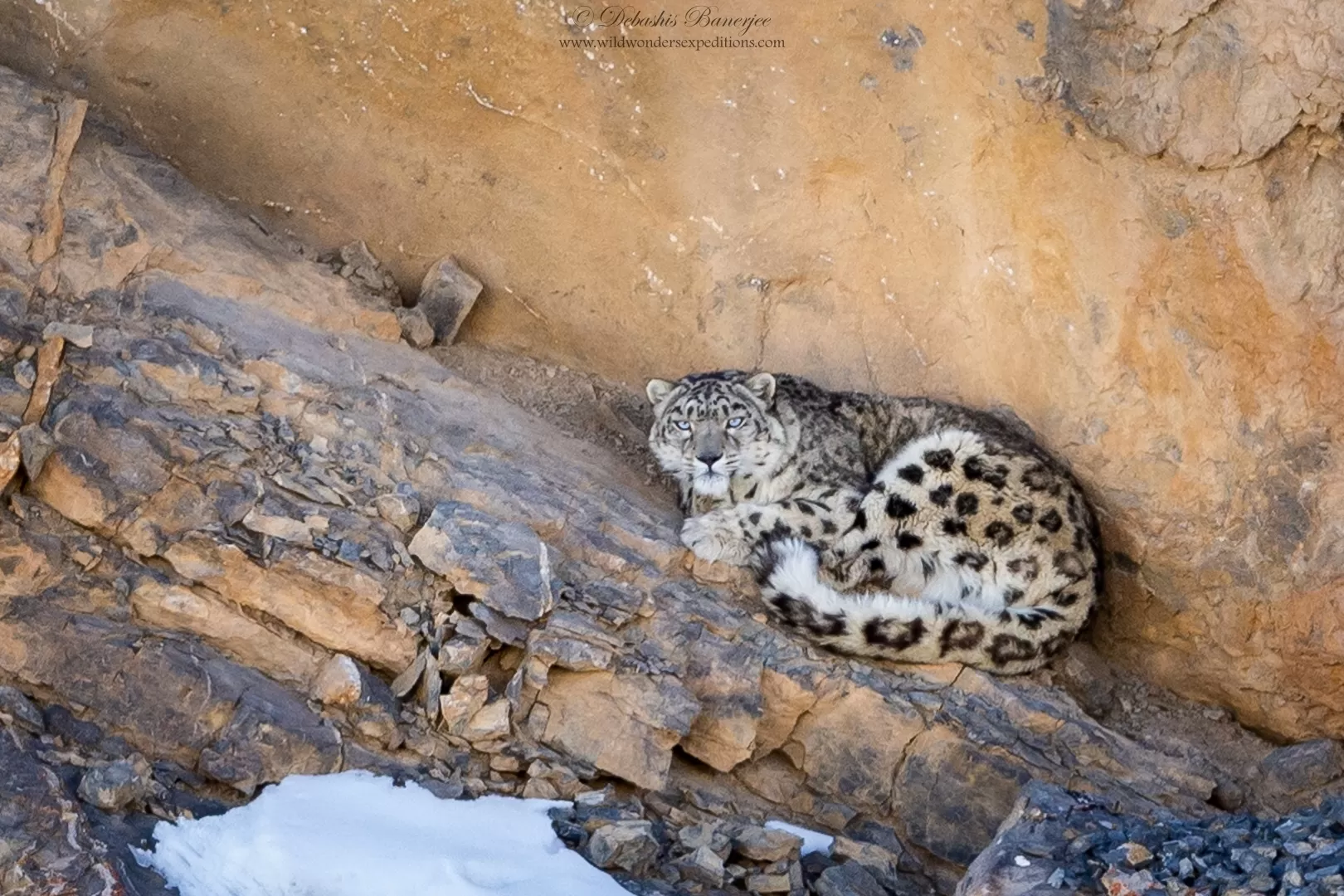 Snow Leopard