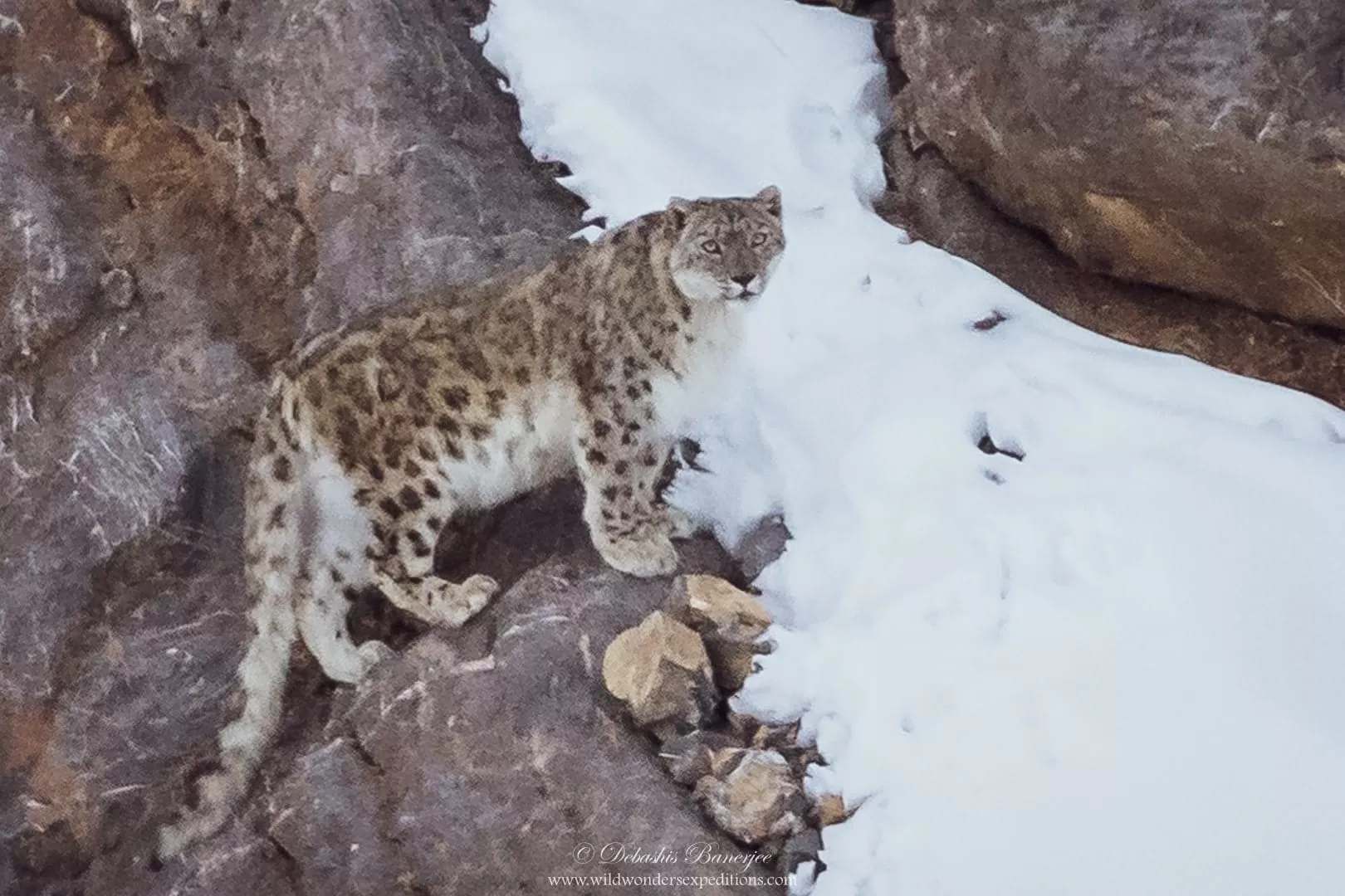 Snow Leopard