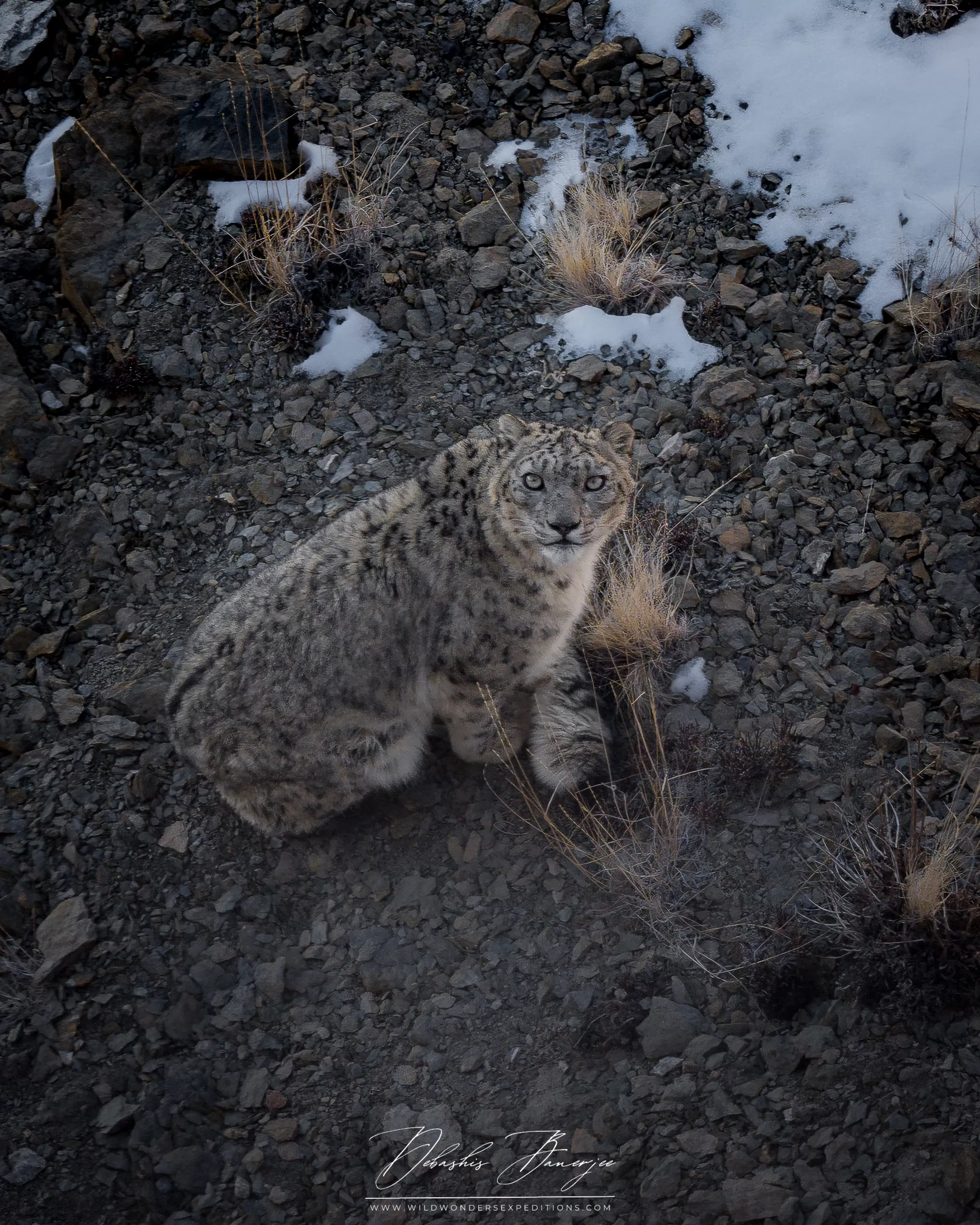 Snow Leopard Habitat